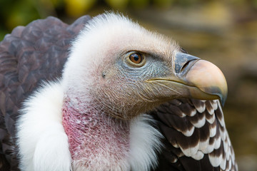 A portrait of a Ruppell's Griffon Vulture (Gyps rueppellii), isolated on green background