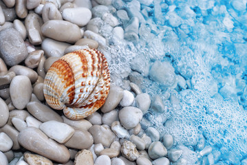 Herzmuschel (cerastoderma edule) angespült am Kieselstrand