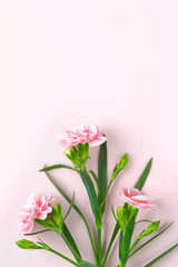 fresh carnation flowers on the pink background