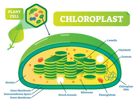 Plant Chloroplast chemical biology vector illustration cross section diagram.