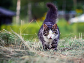 Fluffy cat hunts outdoors in countryside