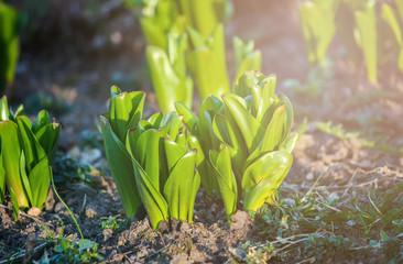 Young plants of tulip flowers growing in spring garden