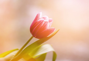 Beautiful spring tulip flower on light blurred background