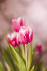 Beautiful spring tulip flowers