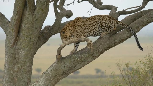 Leopard cleaning its paw in a tree