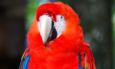 red parrot