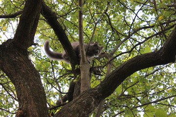 Fototapeta na wymiar kitten on the tree