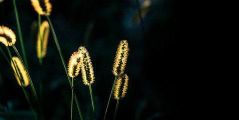 Macro shot of fluffy grass ears, glowing in the sun backlight against dark background. August nature background.