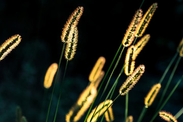 Macro shot of fluffy grass ears, glowing in the sun backlight against dark background. August nature background.