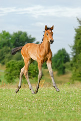  Trakehner colt foal, 6 weeks old, at a trot in a field, Germany 