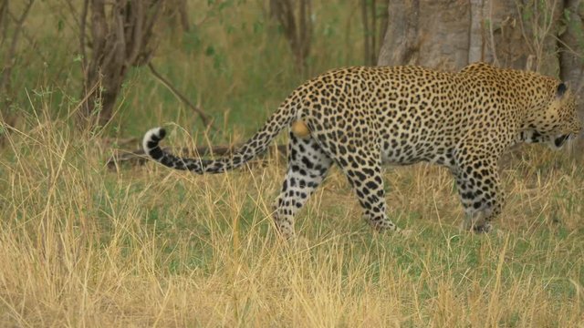 Leopard pooping and walking