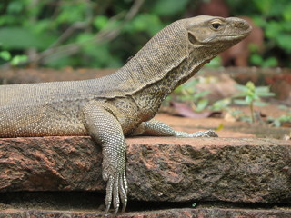 animal