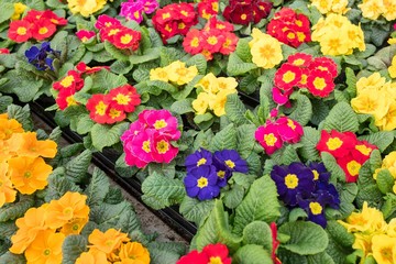Primula plants.