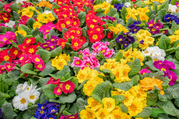 Primula plants.