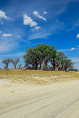 Giant Baobabs in the African Desert, Botswana