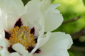 Fototapeta na wymiar White and purple flower closeup