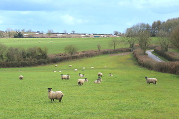 Flock of sheep on a farmland in East Devon