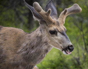 Young Deer Closeup