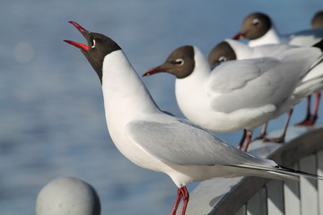 Screaming black-headed gull (Chroicocephalus ridibundus) in adult summer plumage