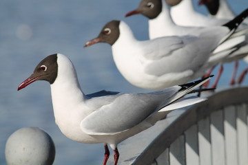 Black-headed gulls (Chroicocephalus ridibundus) in adult summer plumage