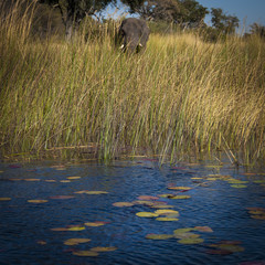 Elephant in the river Okavango delta in Botswana, Africa