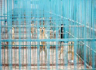 Shelter for stray dogs.