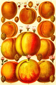 Cultivars of peaches and apricots (from Meyers Lexikon, 1896, 13/780/781)