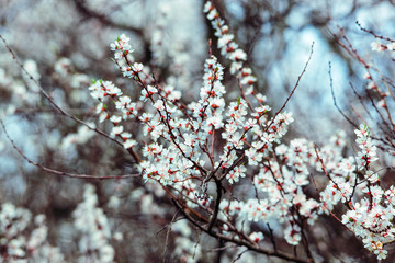 Blooming fruit tree in the garden.