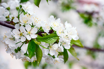 Blooming fruit tree in the garden.