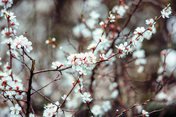 Blooming fruit tree in the garden.