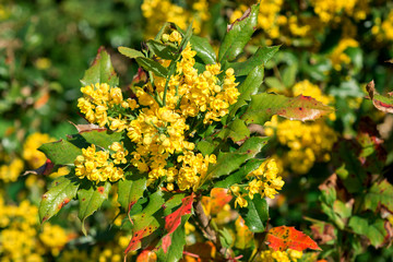 Flowers of yellow Oregon Grape