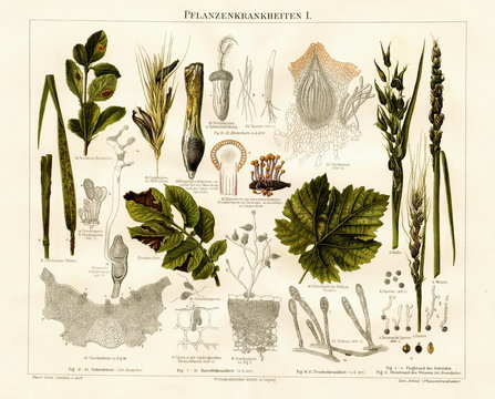 Plant diseases I (from Meyers Lexikon, 1896, 13/790/791)