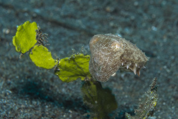 Junge Breitkeulen-Sepia (Sepia latimanus)