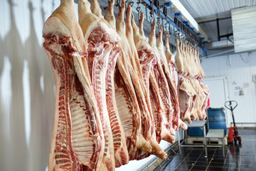 Pig carcasses cut in half stored in refrigerator room of food processing plant.