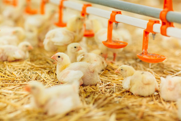 Indoors chicken farm, chicken feeding © davit85
