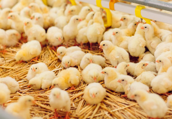 Obraz na płótnie Canvas Indoors chicken farm, chicken feeding