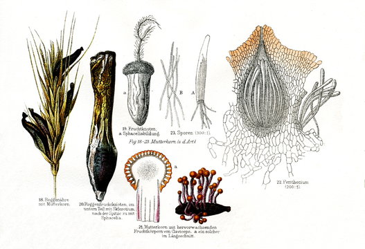 Various stages in the life cycle of fungus Claviceps purpurea (from Meyers Lexikon, 1896, 13/790/791)