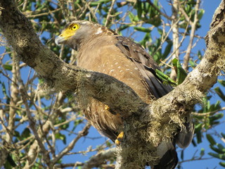 pajaro