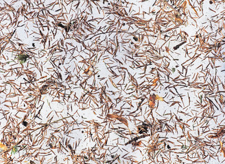 Natural winter and spring background. Snowbreak. Natural debris after melting snow, dry spruce needles, twigs, leaves close-up, top view