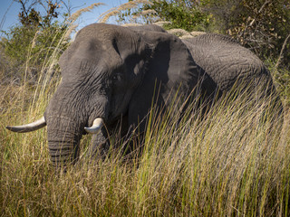 Elephant in the river Okavango delta in Botswana, Africa