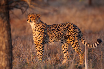 The cheetah (Acinonyx jubatus) walking through the grass at sunset among trees. African cat in the evening light.