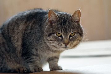 portrait of a gray cat on a wooden background.