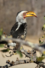 The southern yellow-billed hornbill (Tockus leucomelas) sitting in the bush. Portrait of the hornbill.