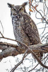 Great Horned Owl