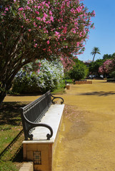 Las adelfas florecen en primavera en los Jardines de Murillo en Sevilla, capital de Andalucía
