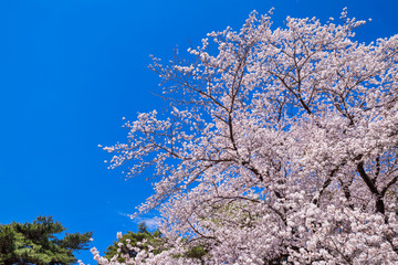 東京武蔵野 野川公園の桜