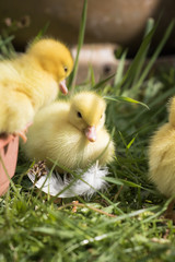 couple of cute yellow fluffy ducklings in springtime playing around, animal family concept