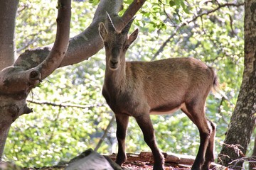 Young steinbock in the woods, italian Alps, Lombardy, under Coca peak
