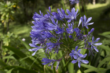 Flor Del Amor - Agapanto