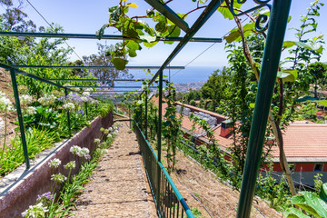 Madeira garden funchal mountain